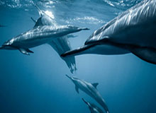 U22国足2-0领先！下半场开场仅30秒，李新翔头球破门